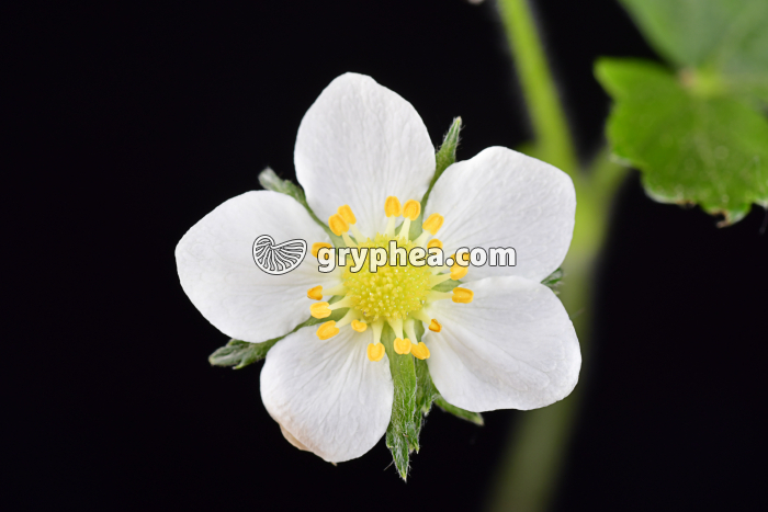 Fraisier des bois (Fragaria vesca) - Fleur en vue apicale  - gryphea.com